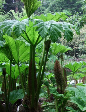 Plants Imported via Falmouth